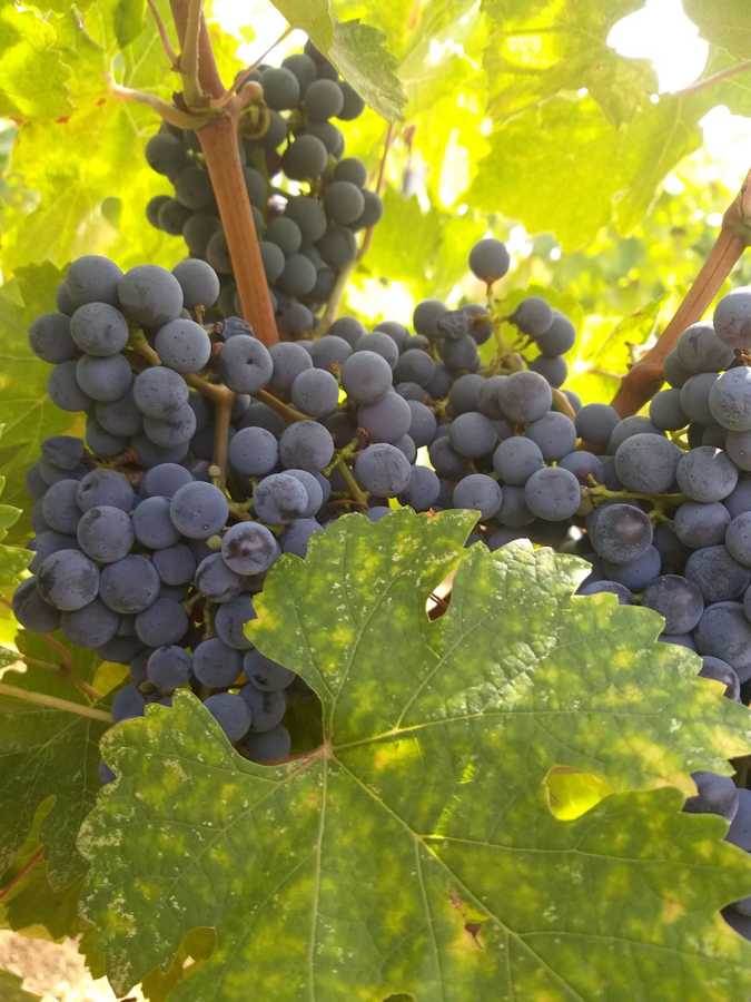 Vendemmia 2019