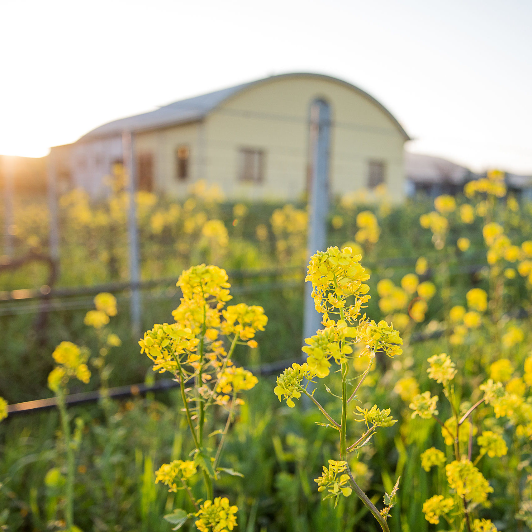 Terradonnà: Sfide e opportunità del cambiamento climatico in vigna