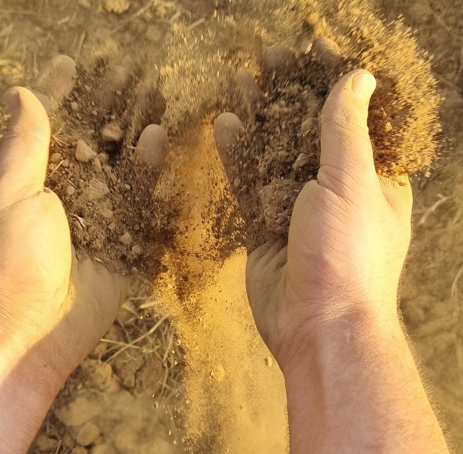L’espressione nel vino del terroir di Suvereto e Val di Cornia